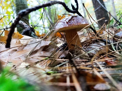 Chlejus - Był sosik 

#grzyby