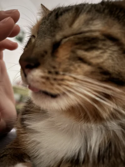 nanobot - #koty malutki mlem dzisiaj przed południem └[⚆ᴥ⚆]┘