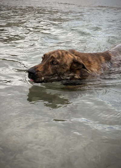 asdfghjkl - Hiena typu morskiego ( ͡° ͜ʖ ͡°) #smiesznypiesek