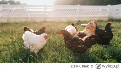 DzikiChleb - "jestes tym co jesz"

kurczak 
-je trawę
ja
- jem kurczaka

moim zdaniem...