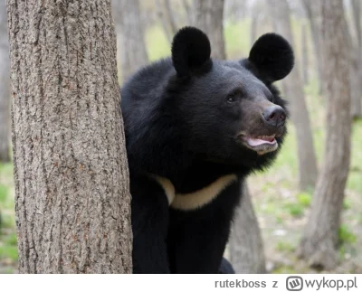 rutekboss - Zespoł Hassa - straszna choroba