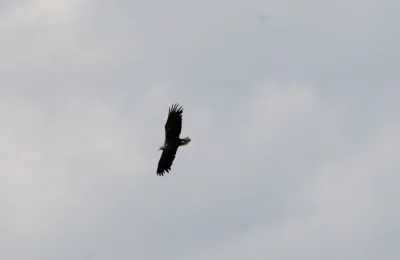 m.....u - Z czerwca, Bielik
#ptasiewybryki