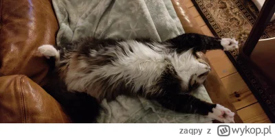 zaqpy - 1, 2, 3 #pokazkota #fajnypiesek #koty