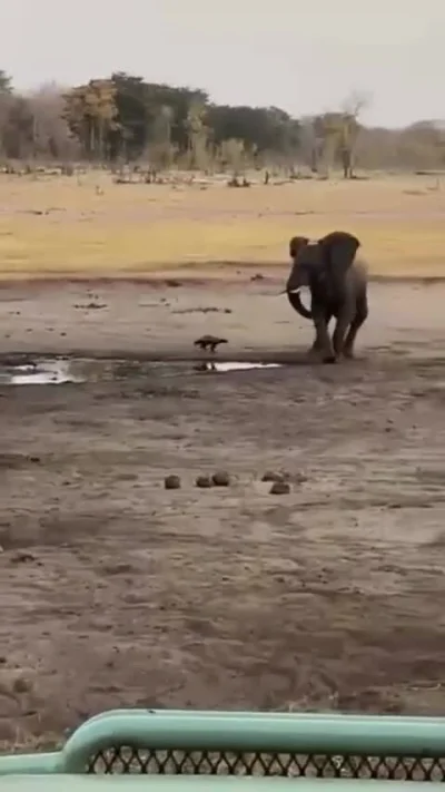 LeafWhisper - xdddd odwagi mu nie można odmówić
#dziwnekotki #zwierzaczki #heheszki