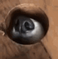 P.....z - @bo-banley: SNIF SNIF SNIF SNIF SNIF SNIF SNIF SNIF SNIF SNIF SNIF SNIF SNI...