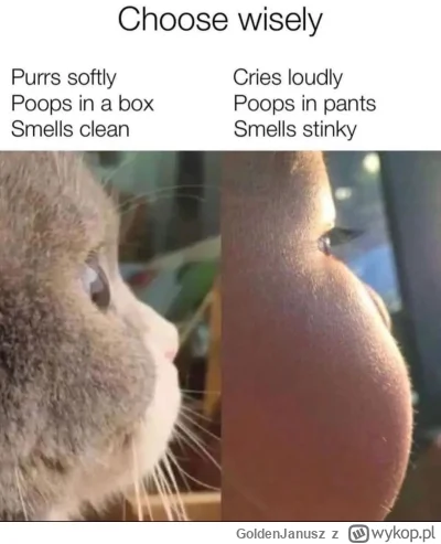 GoldenJanusz - #koty #macierzynstwo