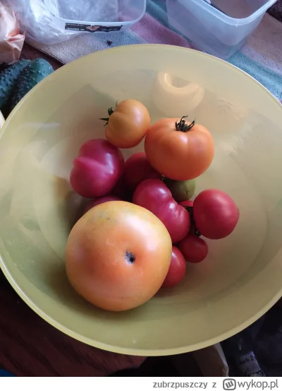 zubrzpuszczy - Fikasz do żółtych? @zsokiemowocowym