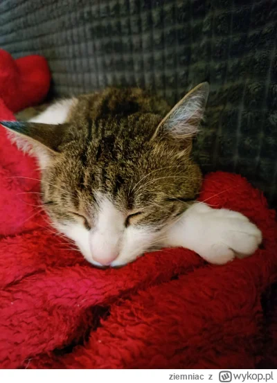 ziemniac - A mój mruczek ma na wszystko w------e. Saszeta wciągnięta, więc żadna peta...