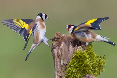 Lifelike - Szczygieł (Carduelis carduelis)
Głos
Autor
#photoexplorer #fotografia #orn...