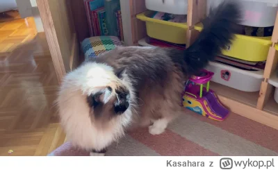 Kasahara - Ojciec jakaś dziwna ta nowa kocia siostra 

#smiesznekotki #kitku #kot #ko...