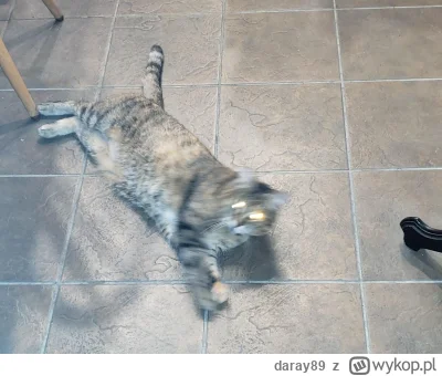daray89 - #codziennykotopetany #dziwnekotki