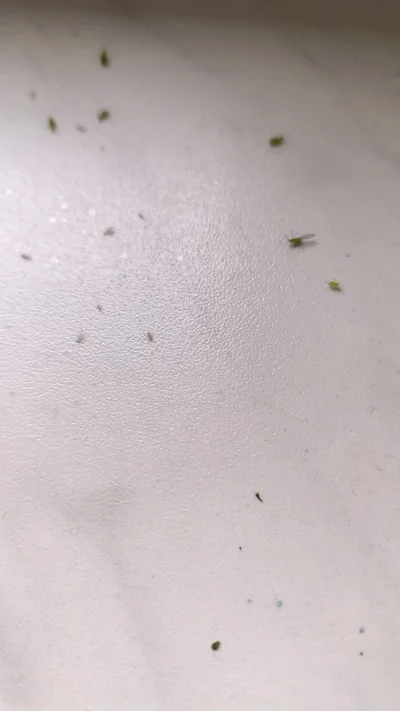 miloscsmiercirobotydrogowe - polskie narodowe mszyce na parapetku pod paprykami dokaz...