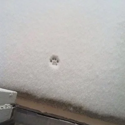 Atreyu - Historia jednej bardzo krótkiej podróży

#historiajednejfotografii #koty #ki...