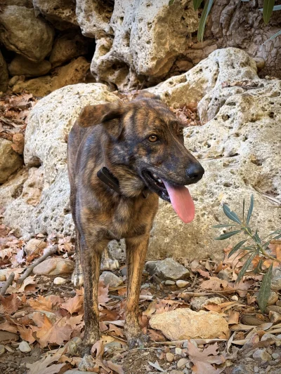 asdfghjkl - Mały odpoczynek na wodę z Manolino. Zmęczyła się skakaniem po skałach #je...