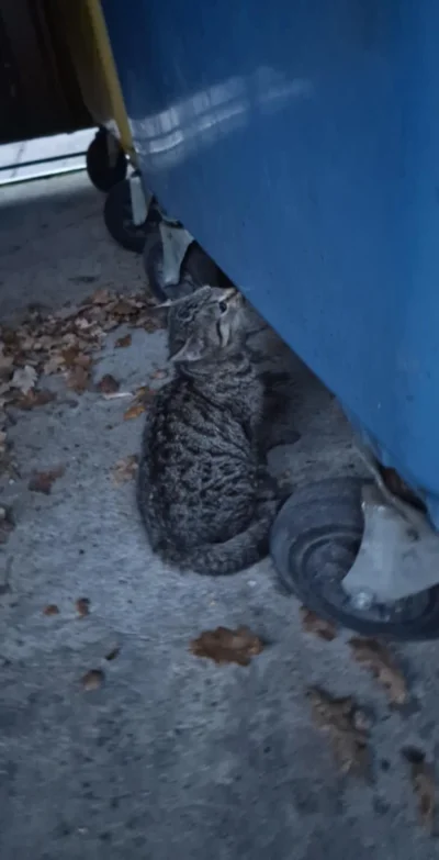 lowcapierdow - @lowcapierdow tutaj zdjęcie jeszcze jak była śmietnikowym kotkiem, wcz...