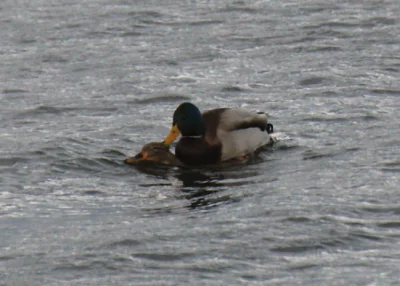 s.....n - kacze ruchańsko
#ptasiewybryki