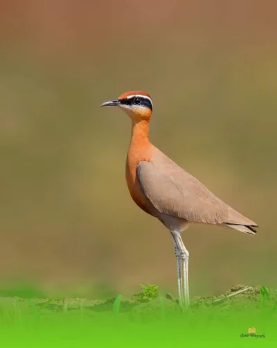 Lifelike - Rączak indyjski (Cursorius coromandelicus)
Autor
#photoexplorer #fotografi...