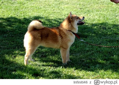 Infiniti46 - Czy według was opłaca się kupić psa rasy shiba, jest z 28 marca 2023 czy...