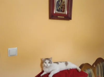 chigcht - Mój kotek na kanapie
#kotek #zwierzaczki