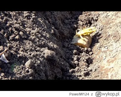 PawelW124 - Uczyłem się ręcznego sadzenia kartofli z jego filmu.
Tylko ja bym na końc...