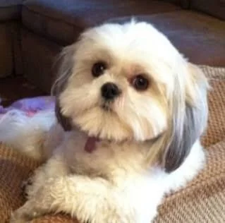 RezolutnyPasikonik - #psiarze #heheszki

Przecież teraz Fredi Kamionka Gmina Burzenin...