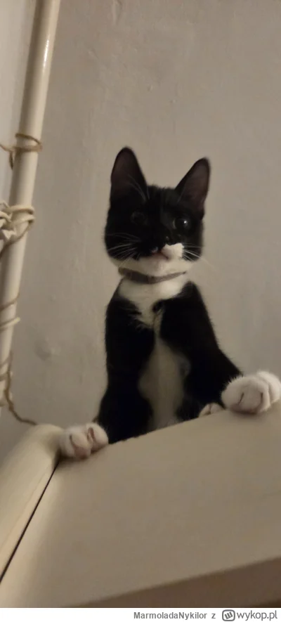 MarmoladaNykilor - #kot #pchelkafanclub