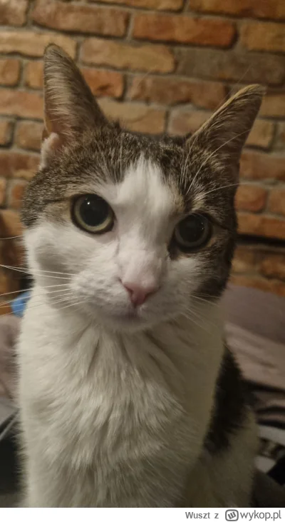 Wuszt - #spaslak Pasztet z rana jak śmietana ( ͡° ͜ʖ ͡°)