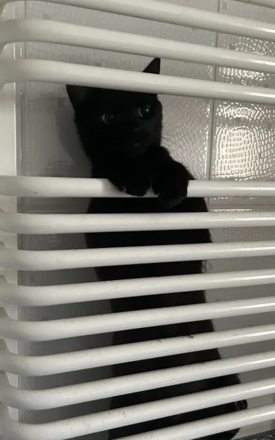 Rodrigo_Borgia - @gabrysianowa: