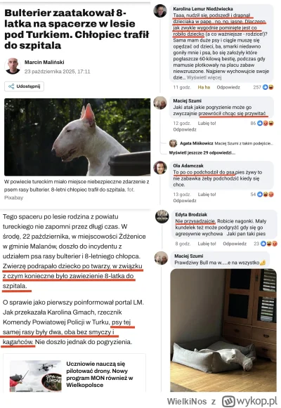 WielkiNos - Bulterier biegający po lesie bez smyczy i kagańca skoczył na dziecko i po...