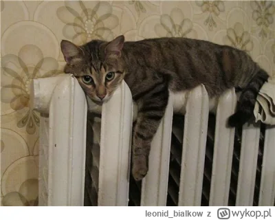 leonid_bialkow - @wfyokyga: cze dla ciebie