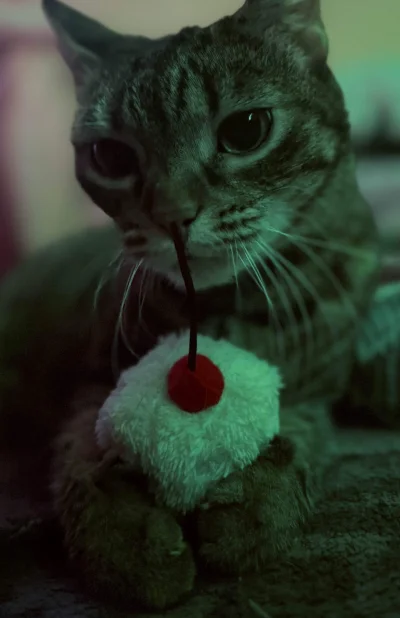 fuurin - Dostała babeczkę z wisienką (｡◕‿‿◕｡)
#pokazkota