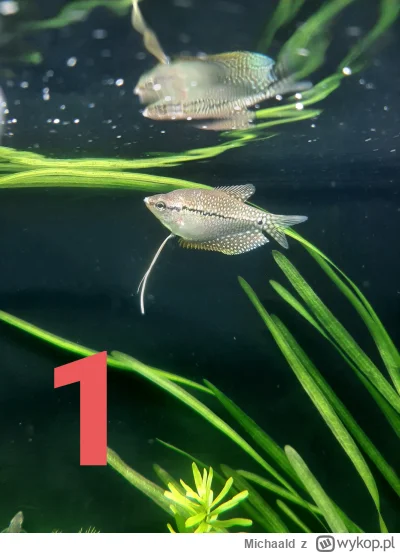 Michaald - Prośba o pomoc w rozpoznaniu płci u gurami mozaikowym. Reszta zdjęć w kome...