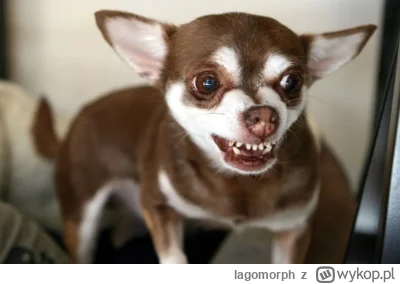 lagomorph - Ale bystrzak to jest facet alpha. Musi mieć mocną psychikę żeby tak bluzg...