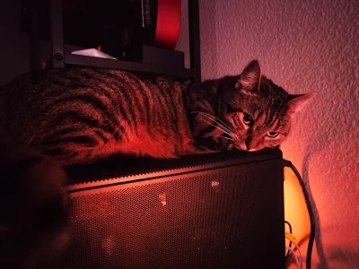 openordie - A zasłonię mu wentylatory żeby nie było mu zimno #koty