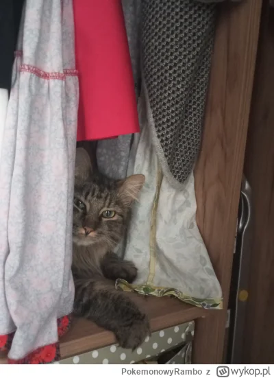 PokemonowyRambo - #pokazkota #koty 
Zbójnik szafarz