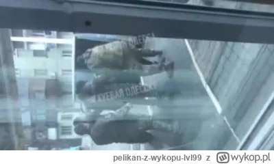 pelikan-z-wykopu-lvl99 - #ukraina #wojna #rosja Odessa. Pewnie unikał spotkania z ich...