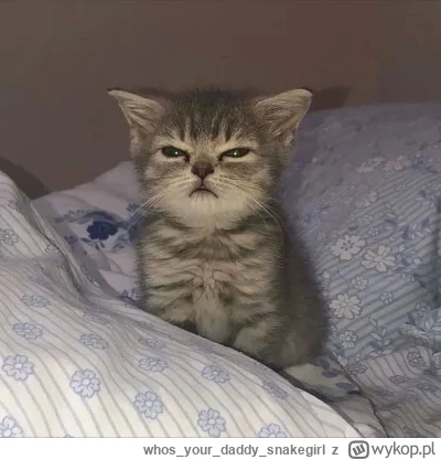 whosyourdaddy_snakegirl - GŁOŚNIEJ TAM NA TEJ NOCNEJ POSTUJTA