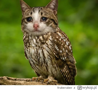 fruberuber - @dywergent: