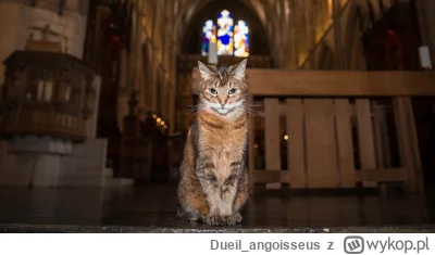 Dueil_angoisseus - Czy kościelne kitku zasługuje na plusika?

#kot #kitku #koty #kosc...