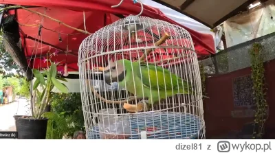 dizel81 - Papuga wolała ciasną klatkę niż przebywanie w Klapken-Hausen:)
#raportzpans...
