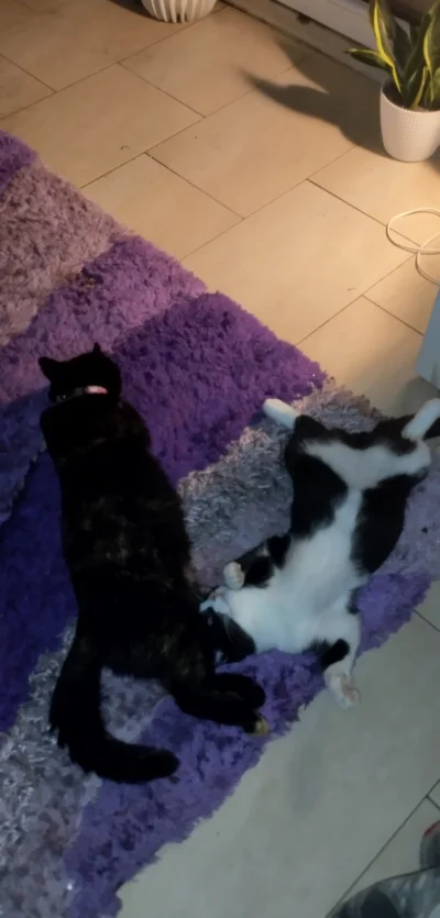 BlancheBarton - #koty #pokazkota 
Belek chilluje bombe ze starą (⌐ ͡■ ͜ʖ ͡■)