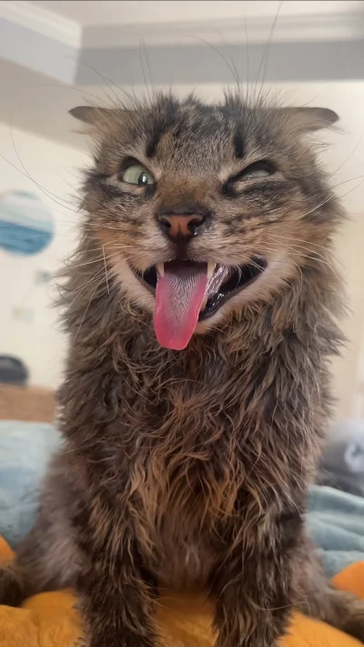 RicoElectrico - #codziennykotopetany #dziwnekotki