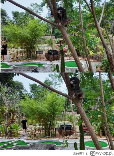 dizel81 - Eko Ewa tradycyjnie już musiała nagrać niby przypadkiem, to pewnie z tej ro...