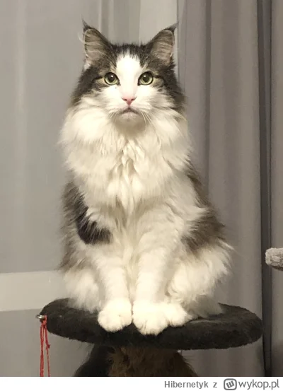 Hibernetyk - Księciunio