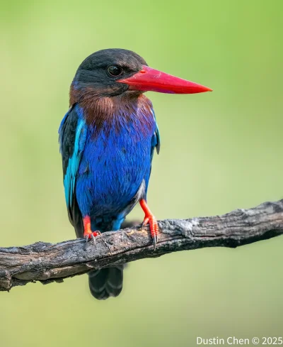 Lifelike - Łowiec brązowoszyi (Halcyon cyanoventris)
Indonezyjski endemit (wyspy Jawa...