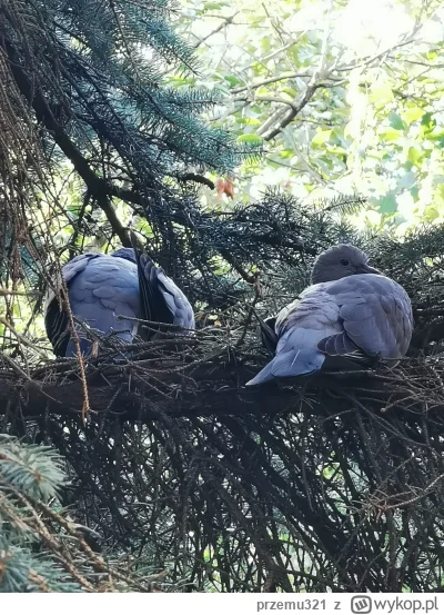 przemu321 - @krucjan założę się, że gołąbków nie zjesz

( ͡°( ͡° ͜ʖ( ͡° ͜ʖ ͡°)ʖ ͡°) ͡...