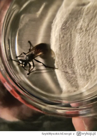 fizykWysokichEnergii - #owady #ciekawostki #pytanie