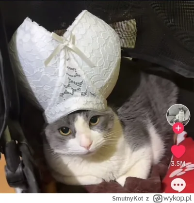 SmutnyKot - #dziwnekotki