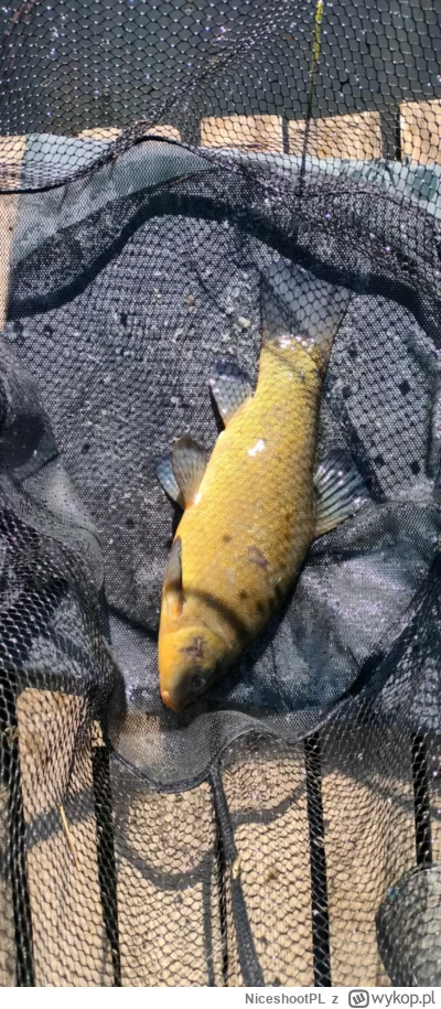 NiceshootPL - nie wiem co się dzieje ale jest tragedia ostatnie 4 wyjazdy to max jedn...