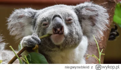 niegwynebleid - Koale to są jednak #!$%@? okropne zwierzęta. Proporcjonalna wielkość ...